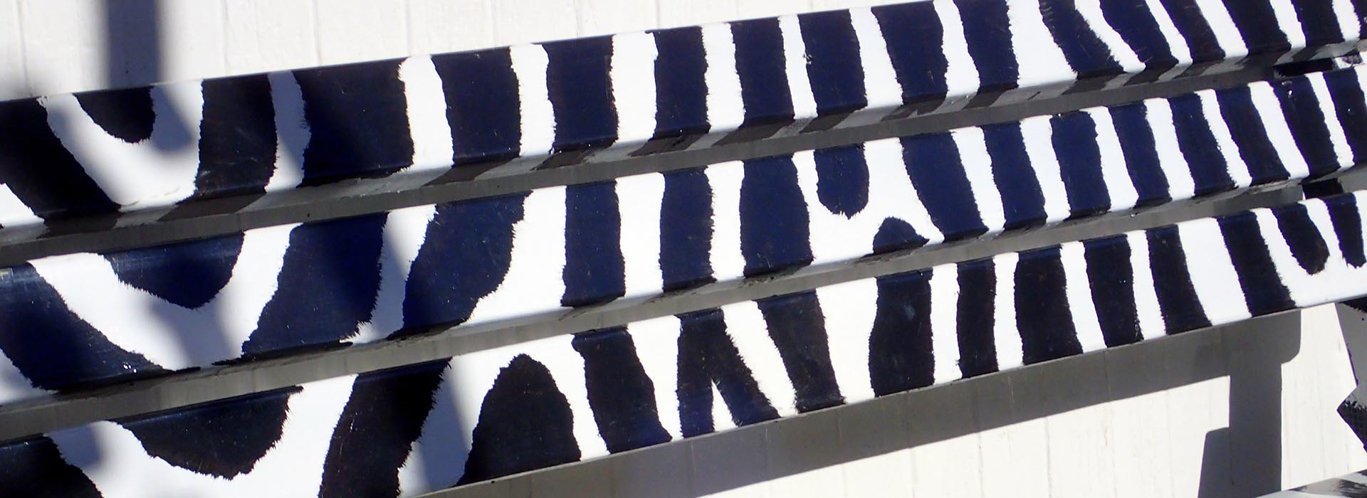 zebra bench